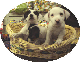 puppy basket.jpg